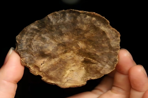 حصاد وتنظيف خشب العود